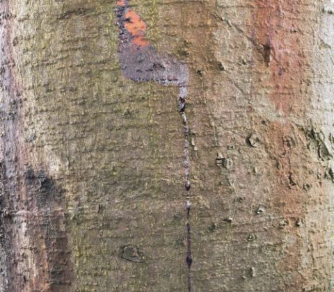 Zieke Kastanjeboom Herkennen Treehold